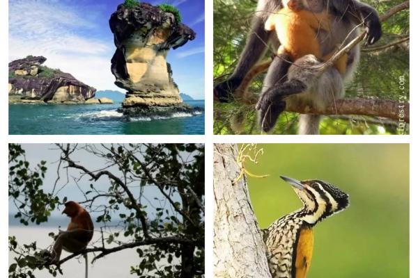 Bako National Park Tour