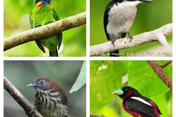 Bird Watching