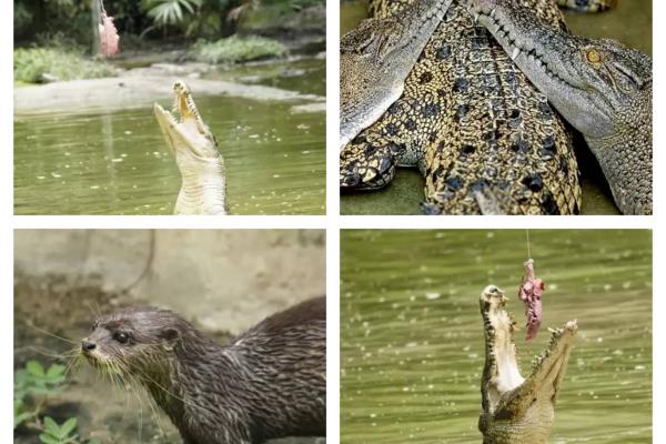 Crocodile Farm & Mini Zoo Tour