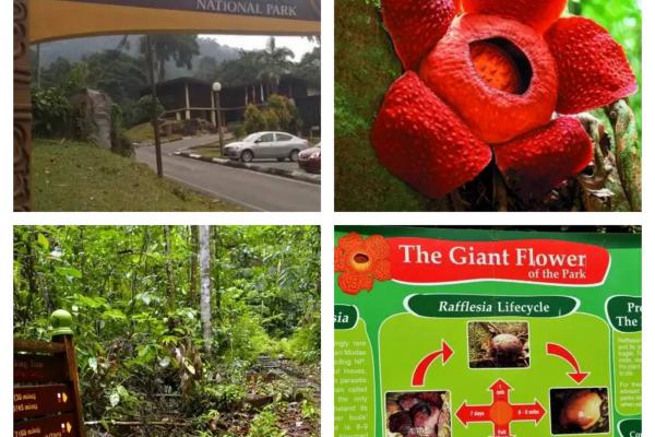 Gunung Gading National Park Tour