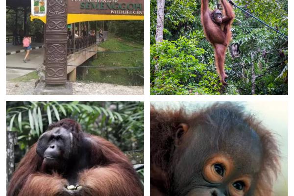 Semenggoh Orang Utan Tour