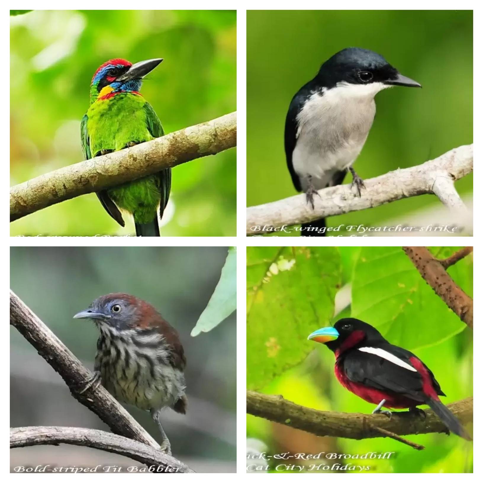 Bird Watching