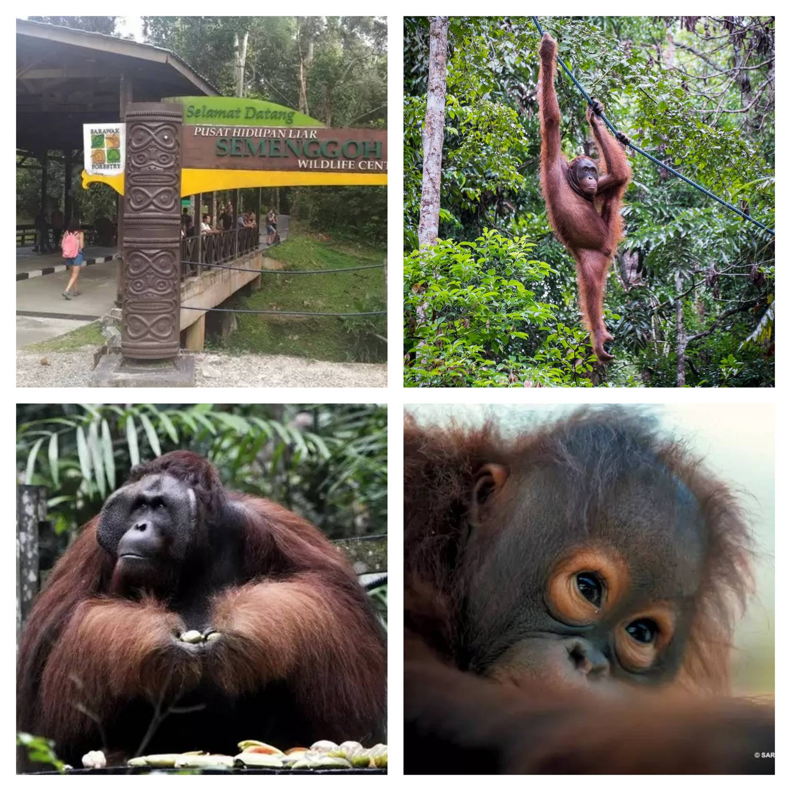 Semenggoh Orang Utan Tour