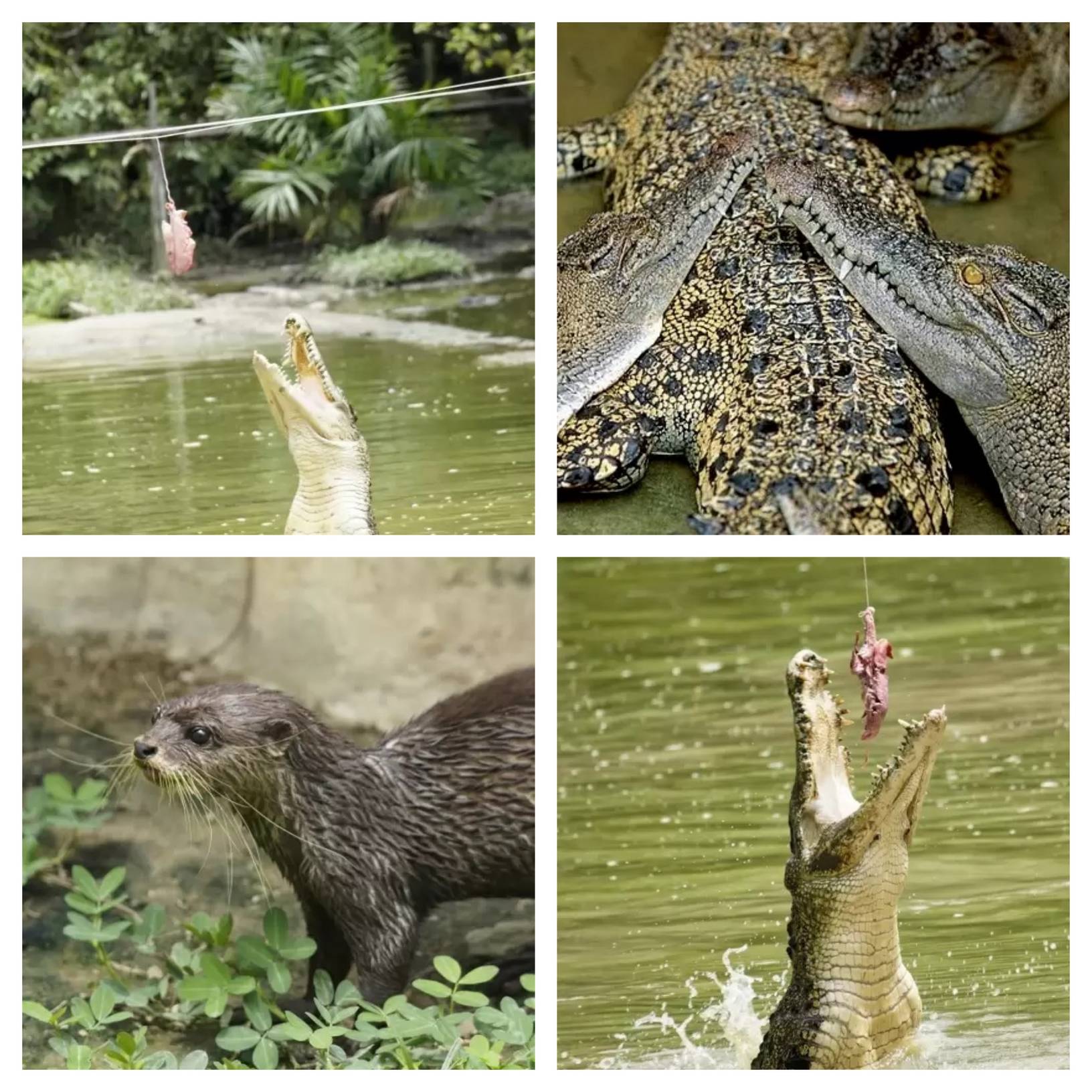 Crocodile Farm & Mini Zoo Tour