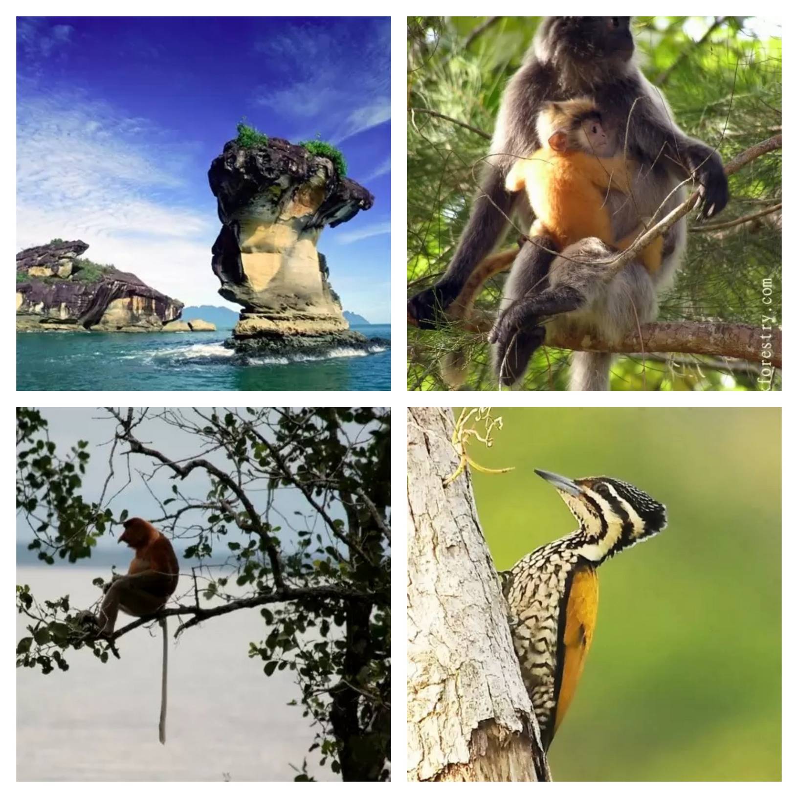 Bako National Park Tour