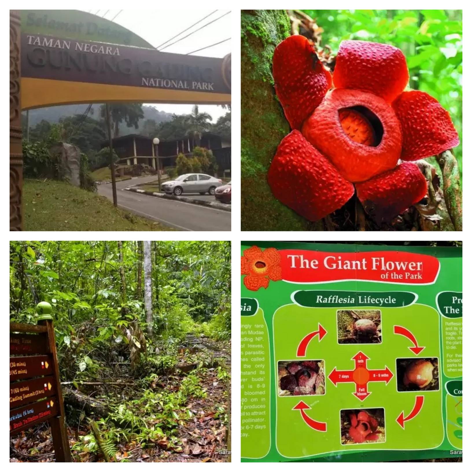 Gunung Gading National Park Tour